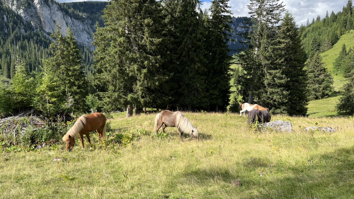 Alpferien bis 7.8.2025