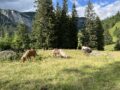 Alpferien bis 7.8.2025